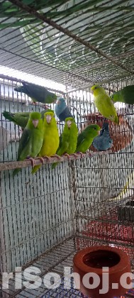 কিছু এডাল ফোরপাস  হাত বদল  করবো